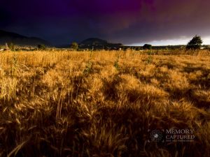 Wheat in the storm_16 18x24.jpg